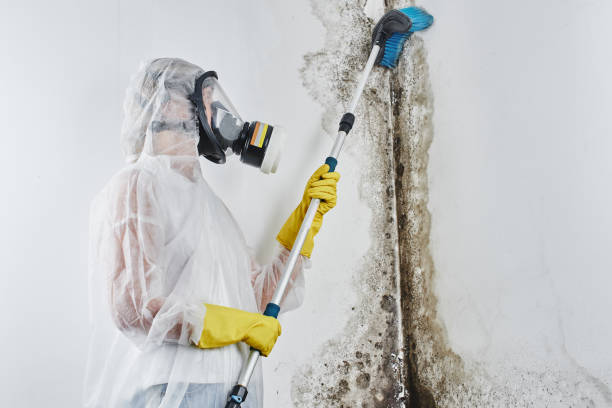 Best Mold Remediation for Specific Building Types in Chieand, FL